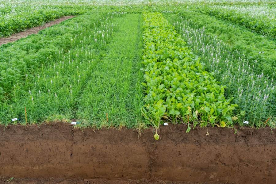 Diverse cover crop field