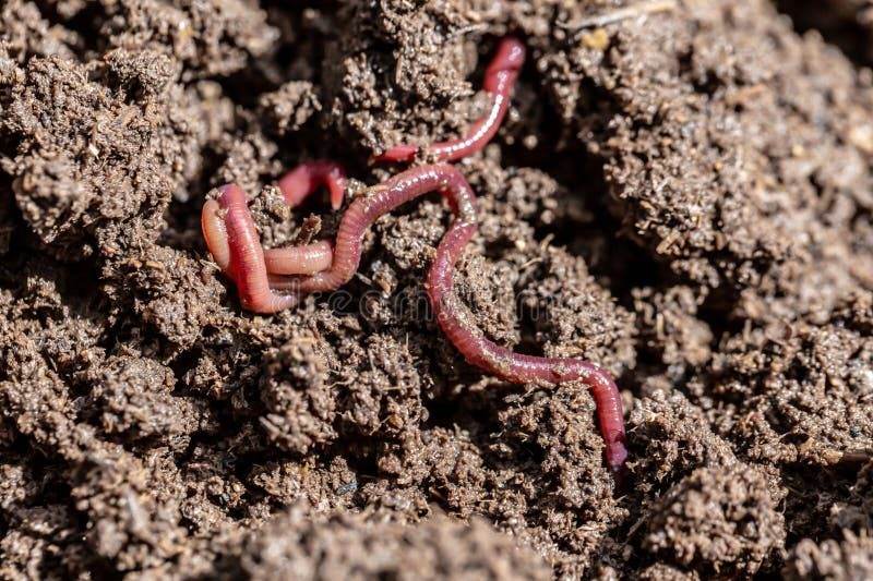 Earthworm in soil