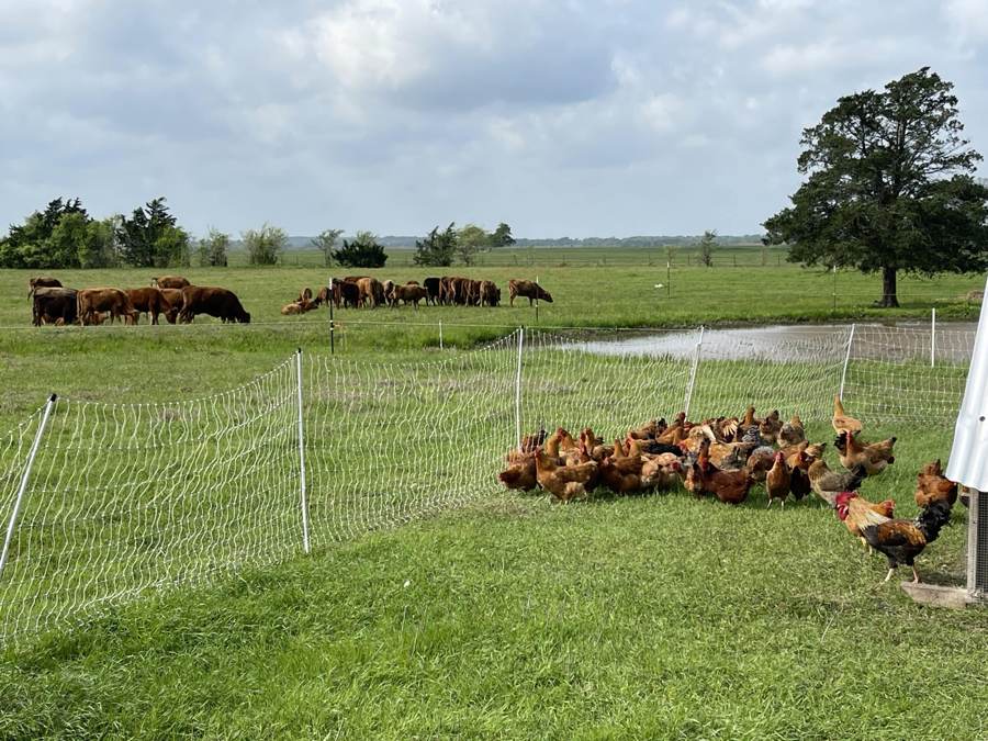 Chickens foraging in pasture