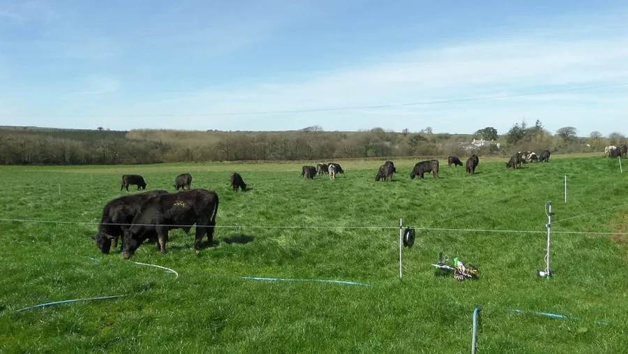 Cattle grazing in a green paddock with visible fence line
